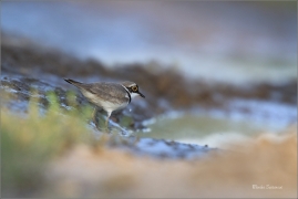 <p>KULÍK ŘÍČNÍ (Charadrius dubius) jižní Morava ---- /Little ringed plover - Flussregenpfeifer/</p>